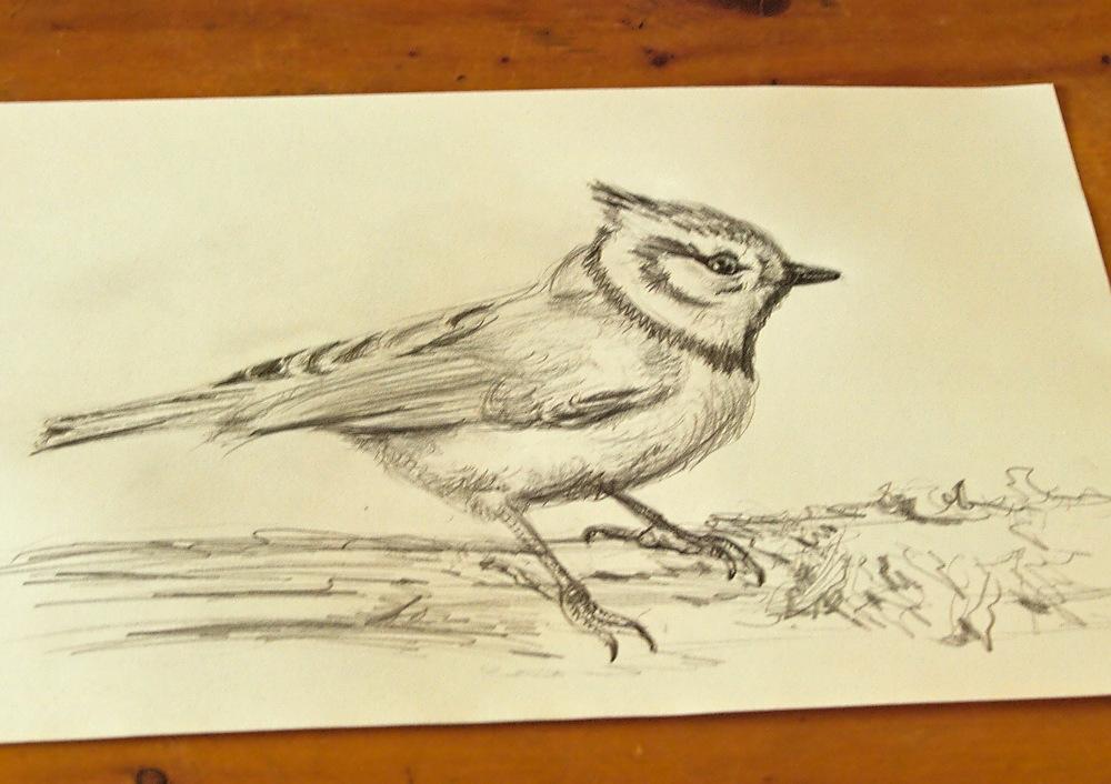 Keramik aus Rostock "Haubenmeise"